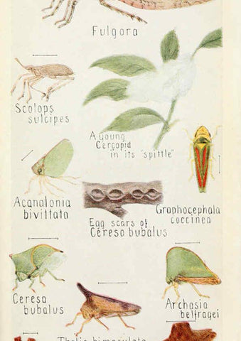 Reproducción/Reproduction 6243849229: Field book of insects New York,G.P. Putnam's sons,1918