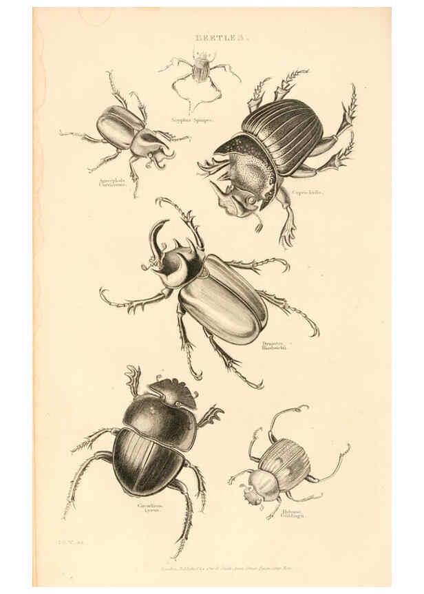 Reproducción/Reproduction 6243503347: The animal kingdom, arranged after its organization London,W. S. Orr and co.,1854
