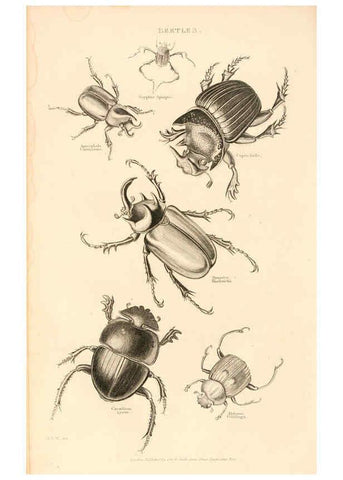 Reproducción/Reproduction 6243503347: The animal kingdom, arranged after its organization London,W. S. Orr and co.,1854