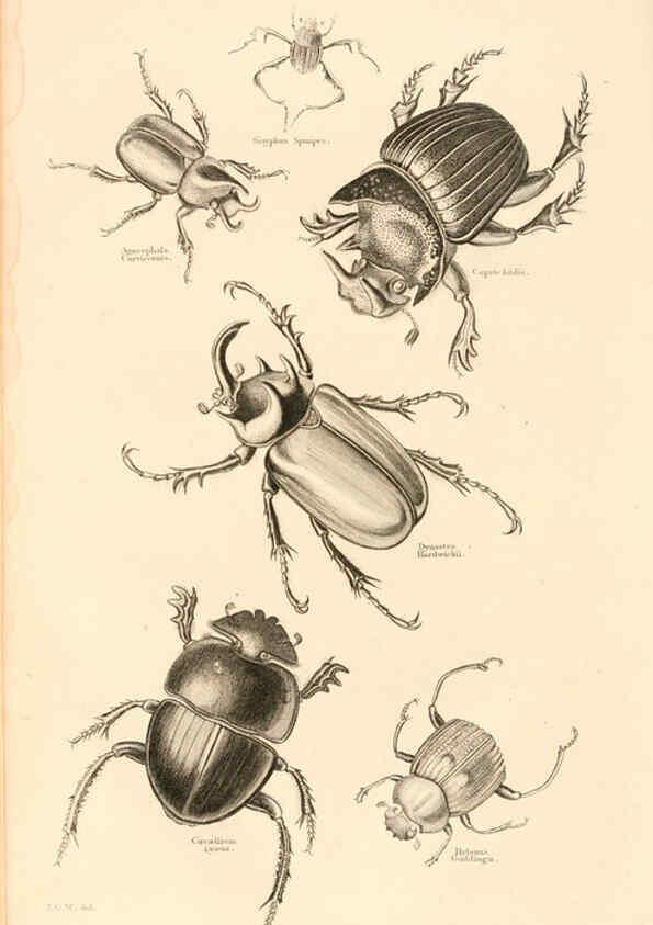 Reproducción/Reproduction 6243503347: The animal kingdom, arranged after its organization London,W. S. Orr and co.,1854