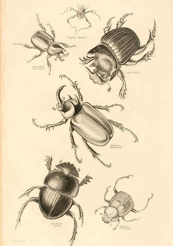 Reproducción/Reproduction 6243503347: The animal kingdom, arranged after its organization London,W. S. Orr and co.,1854