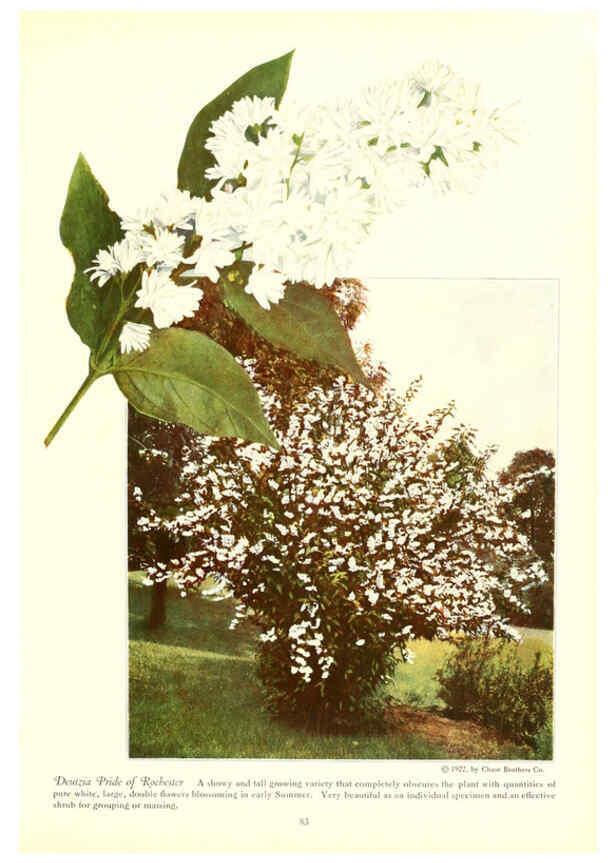 Reproducción/Reproduction 6237568986: Chase fruit and flowers in natural colors Rochester, N.Y.,Chase brothers company[c1922] 