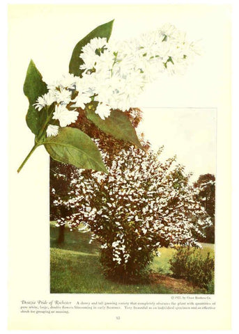 Reproducción/Reproduction 6237568986: Chase fruit and flowers in natural colors Rochester, N.Y.,Chase brothers company[c1922] 