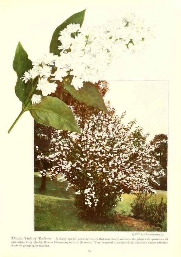 Reproducción/Reproduction 6237568986: Chase fruit and flowers in natural colors Rochester, N.Y.,Chase brothers company[c1922] 