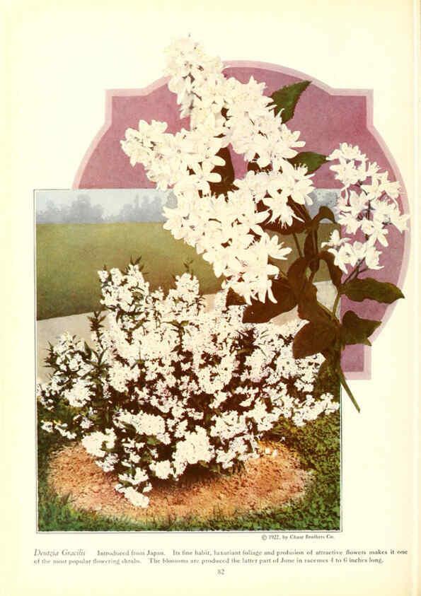 Reproducción/Reproduction 6237045585: Chase fruit and flowers in natural colors Rochester, N.Y.,Chase brothers company[c1922] 