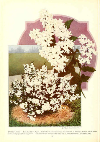 Reproducción/Reproduction 6237045585: Chase fruit and flowers in natural colors Rochester, N.Y.,Chase brothers company[c1922] 
