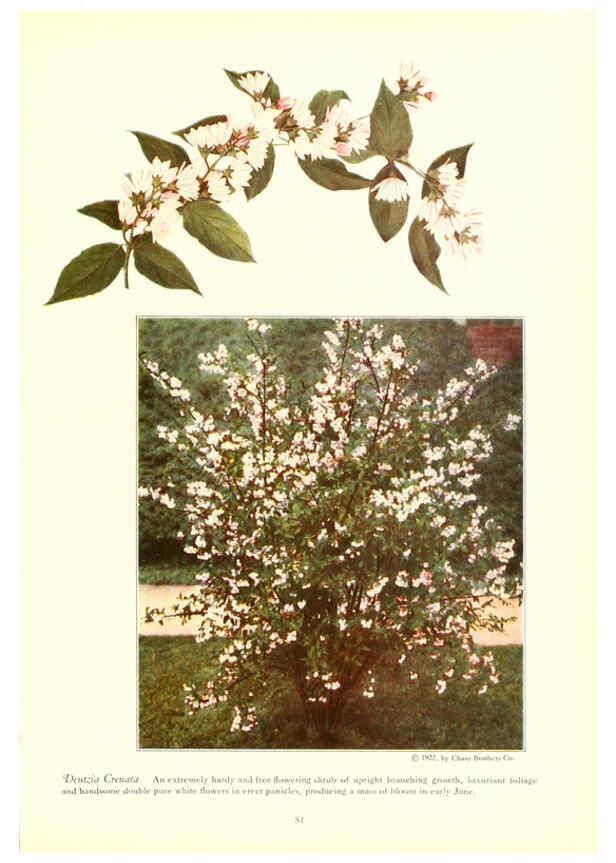 Reproducción/Reproduction 6237568540: Chase fruit and flowers in natural colors Rochester, N.Y.,Chase brothers company[c1922] 