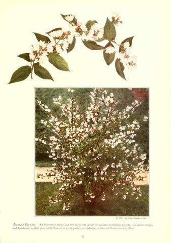 Reproducción/Reproduction 6237568540: Chase fruit and flowers in natural colors Rochester, N.Y.,Chase brothers company[c1922] 
