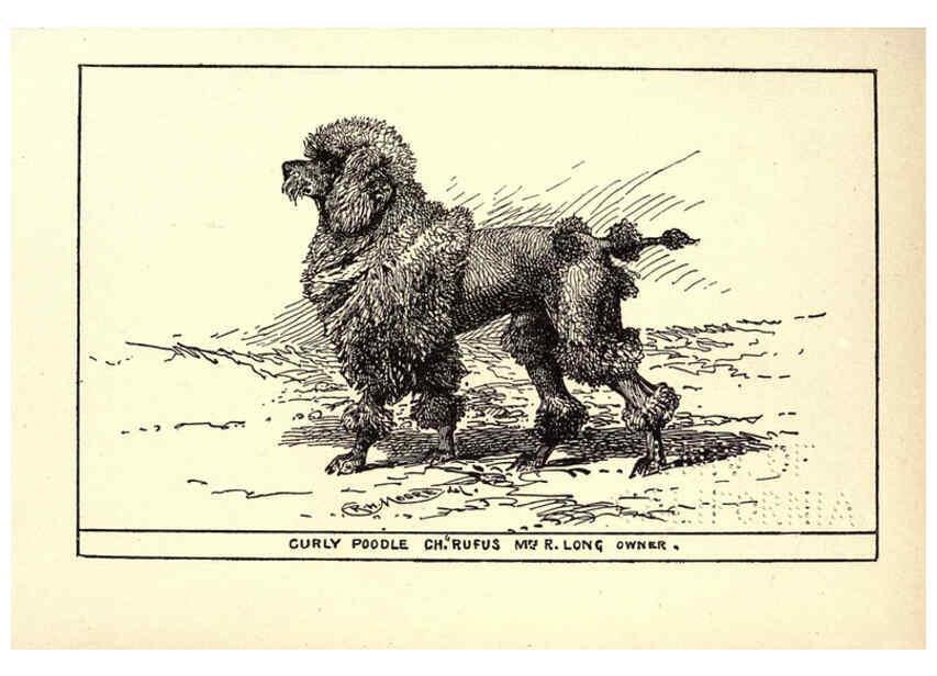 Reproducción/Reproduction 6234270466: All about dogs; a book for doggy people New York,J. Lane,1900