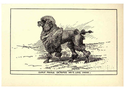 Reproducción/Reproduction 6234270466: All about dogs; a book for doggy people New York,J. Lane,1900