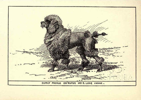 Reproducción/Reproduction 6234270466: All about dogs; a book for doggy people New York,J. Lane,1900