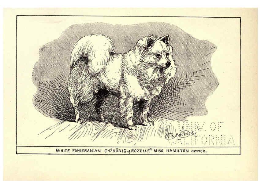 Reproducción/Reproduction 6234270610: All about dogs; a book for doggy people New York,J. Lane,1900
