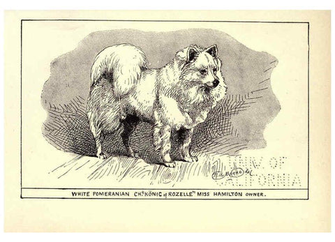 Reproducción/Reproduction 6234270610: All about dogs; a book for doggy people New York,J. Lane,1900