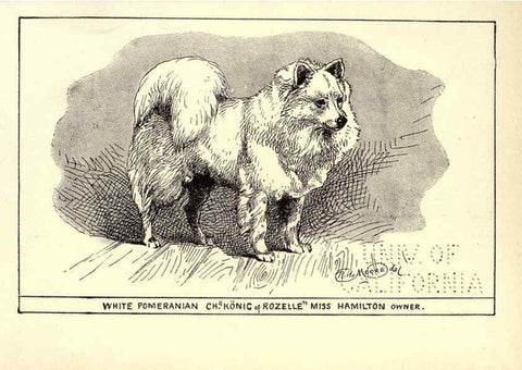 Reproducción/Reproduction 6234270610: All about dogs; a book for doggy people New York,J. Lane,1900