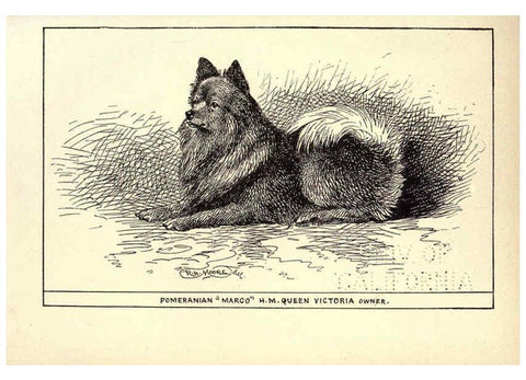 Reproducción/Reproduction 6234270732: All about dogs; a book for doggy people New York,J. Lane,1900