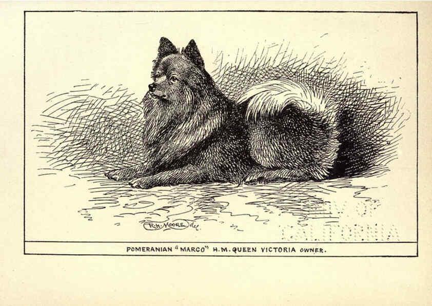 Reproducción/Reproduction 6234270732: All about dogs; a book for doggy people New York,J. Lane,1900