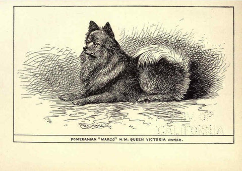 Reproducción/Reproduction 6234270732: All about dogs; a book for doggy people New York,J. Lane,1900