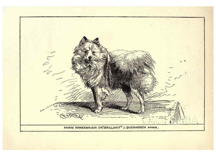 Reproducción/Reproduction 6234270876: All about dogs; a book for doggy people New York,J. Lane,1900