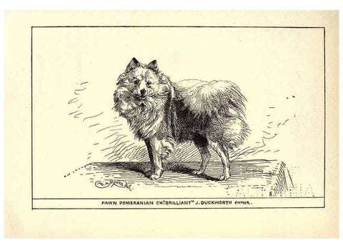 Reproducción/Reproduction 6234270876: All about dogs; a book for doggy people New York,J. Lane,1900