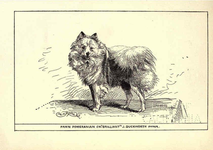 Reproducción/Reproduction 6234270876: All about dogs; a book for doggy people New York,J. Lane,1900