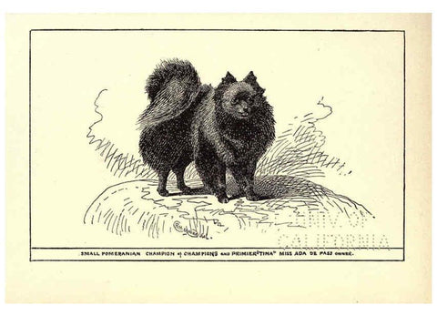 Reproducción/Reproduction 6233746451: All about dogs; a book for doggy people New York,J. Lane,1900