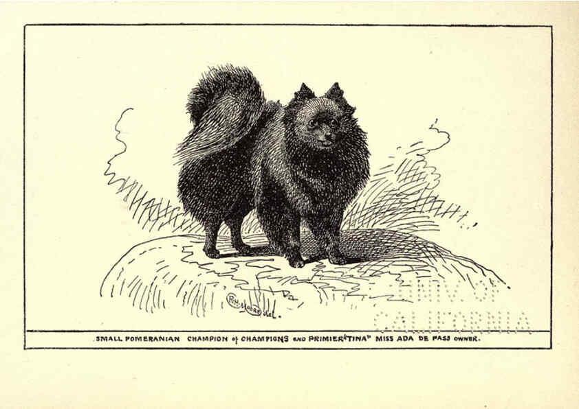 Reproducción/Reproduction 6233746451: All about dogs; a book for doggy people New York,J. Lane,1900