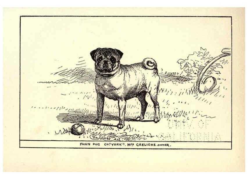 Reproducción/Reproduction 6234271156: All about dogs; a book for doggy people New York,J. Lane,1900