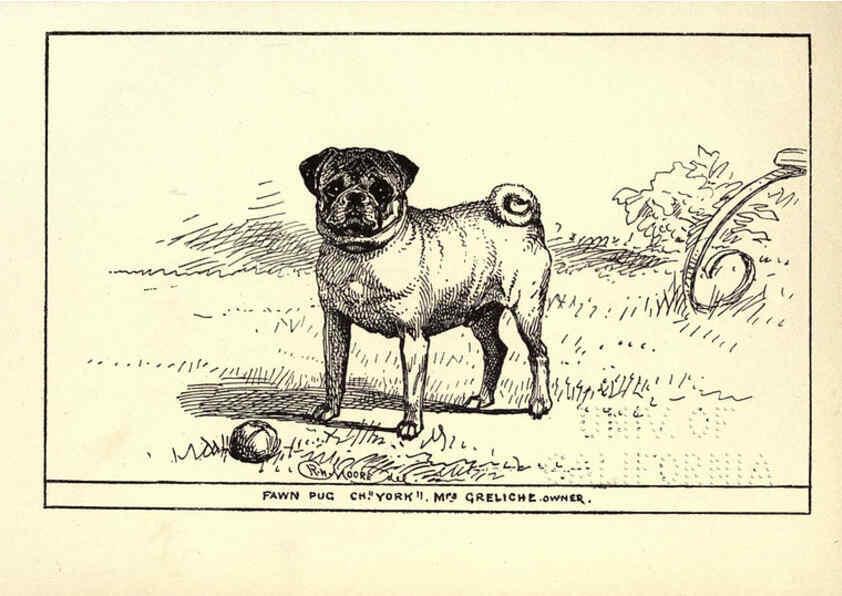 Reproducción/Reproduction 6234271156: All about dogs; a book for doggy people New York,J. Lane,1900