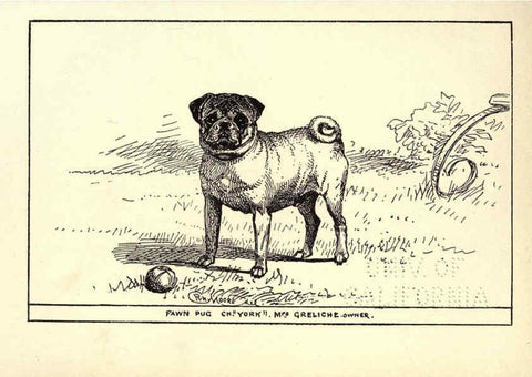 Reproducción/Reproduction 6234271156: All about dogs; a book for doggy people New York,J. Lane,1900