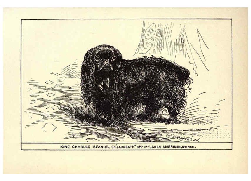 Reproducción/Reproduction 6233746963: All about dogs; a book for doggy people New York,J. Lane,1900
