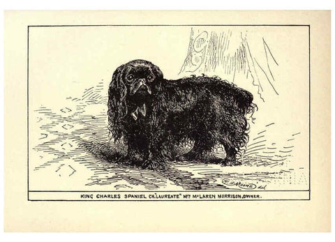 Reproducción/Reproduction 6233746963: All about dogs; a book for doggy people New York,J. Lane,1900