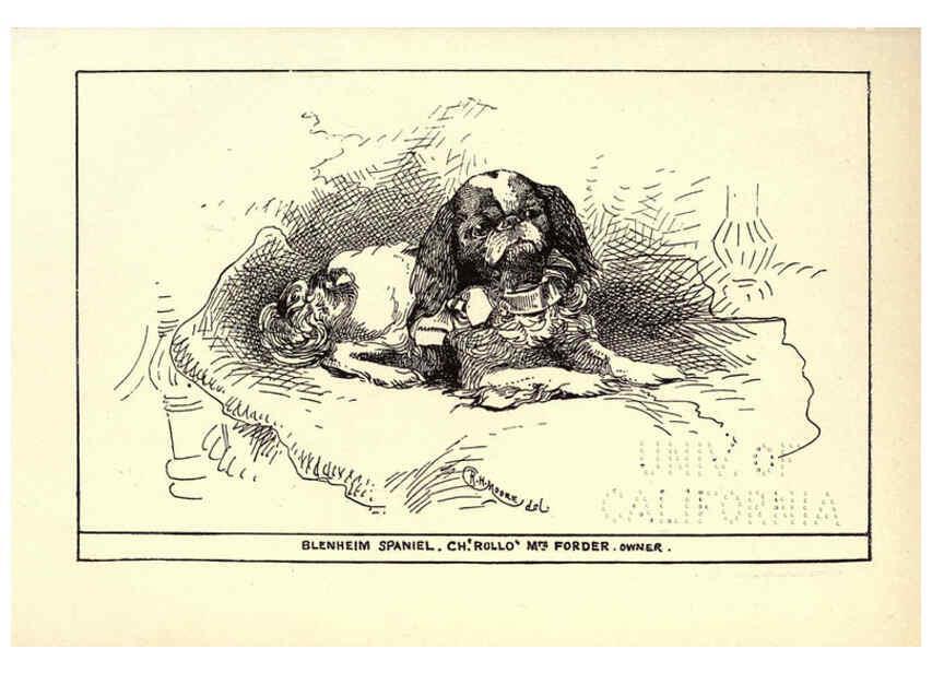 Reproducción/Reproduction 6234271756: All about dogs; a book for doggy people New York,J. Lane,1900