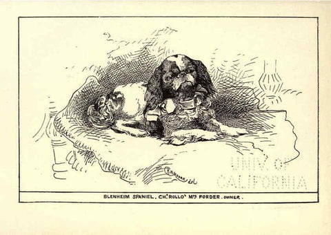 Reproducción/Reproduction 6234271756: All about dogs; a book for doggy people New York,J. Lane,1900