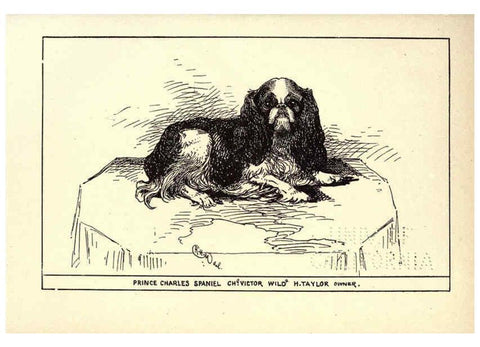 Reproducción/Reproduction 6233747297: All about dogs; a book for doggy people New York,J. Lane,1900