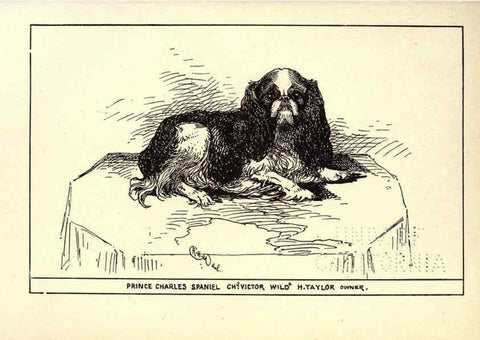 Reproducción/Reproduction 6233747297: All about dogs; a book for doggy people New York,J. Lane,1900