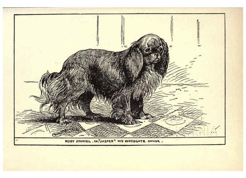 Reproducción/Reproduction 6233747415: All about dogs; a book for doggy people New York,J. Lane,1900