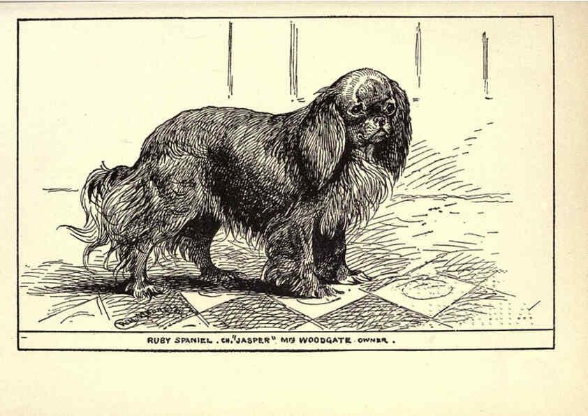 Reproducción/Reproduction 6233747415: All about dogs; a book for doggy people New York,J. Lane,1900