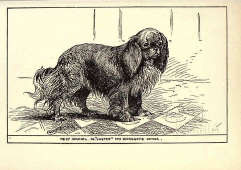 Reproducción/Reproduction 6233747415: All about dogs; a book for doggy people New York,J. Lane,1900