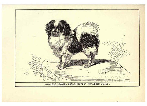 Reproducción/Reproduction 6234272172: All about dogs; a book for doggy people New York,J. Lane,1900