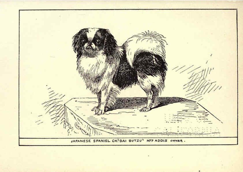 Reproducción/Reproduction 6234272172: All about dogs; a book for doggy people New York,J. Lane,1900
