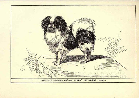 Reproducción/Reproduction 6234272172: All about dogs; a book for doggy people New York,J. Lane,1900