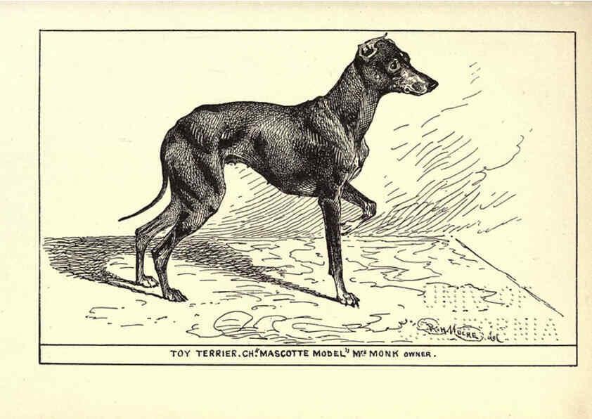 Reproducción/Reproduction 6233747729: All about dogs; a book for doggy people New York,J. Lane,1900