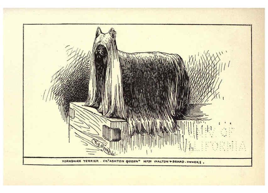 Reproducción/Reproduction 6233747889: All about dogs; a book for doggy people New York,J. Lane,1900