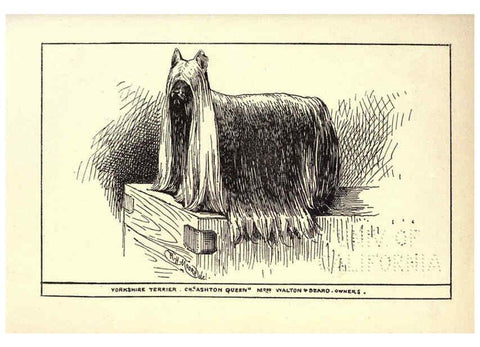 Reproducción/Reproduction 6233747889: All about dogs; a book for doggy people New York,J. Lane,1900