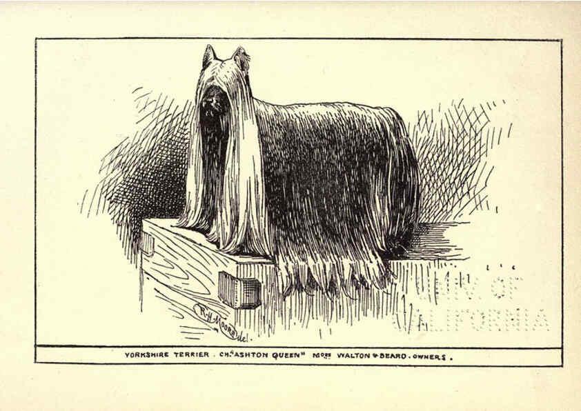 Reproducción/Reproduction 6233747889: All about dogs; a book for doggy people New York,J. Lane,1900