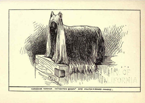 Reproducción/Reproduction 6233747889: All about dogs; a book for doggy people New York,J. Lane,1900