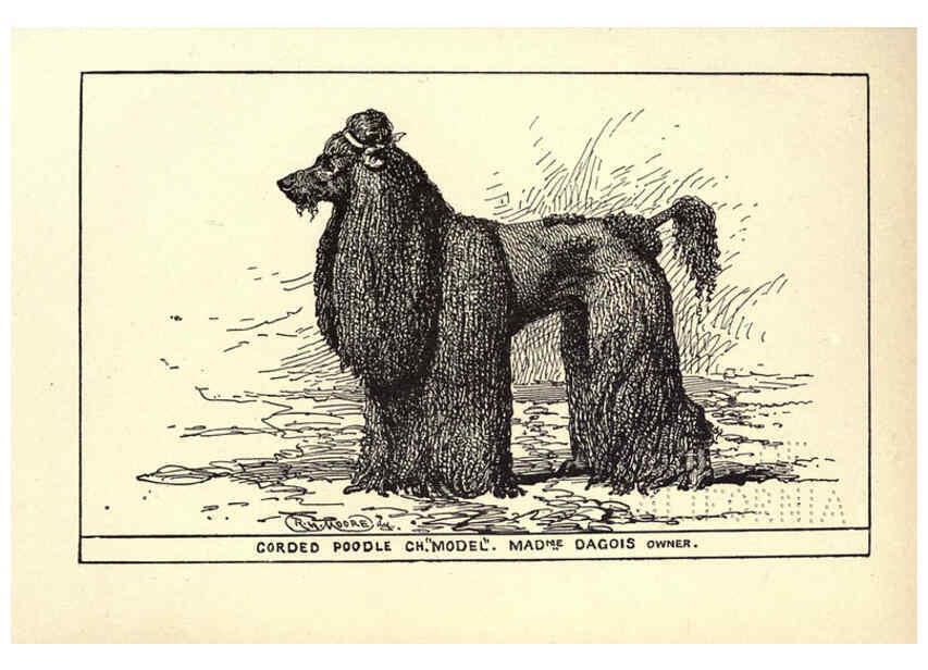 Reproducción/Reproduction 6234270320: All about dogs; a book for doggy people New York,J. Lane,1900