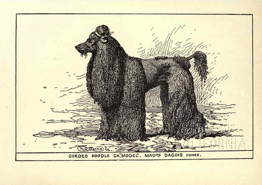 Reproducción/Reproduction 6234270320: All about dogs; a book for doggy people New York,J. Lane,1900