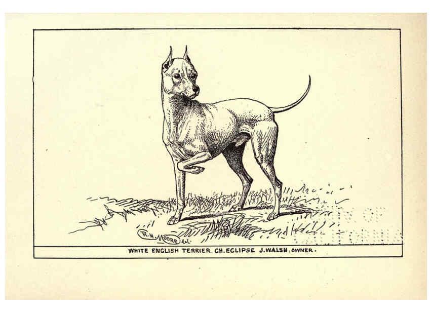 Reproducción/Reproduction 6234270190: All about dogs; a book for doggy people New York,J. Lane,1900