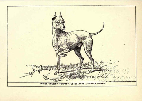 Reproducción/Reproduction 6234270190: All about dogs; a book for doggy people New York,J. Lane,1900
